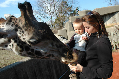 Aiden, Mommy, and a Giraffe